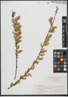 Foto von Salix viminalis L.